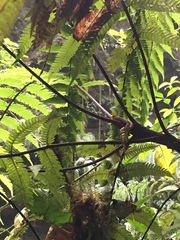 Cyathea bipinnatifida