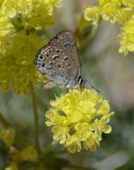 Satyrium behrii