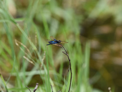 Rhyothemis triangularis