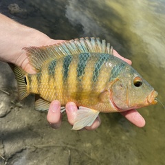 Mayan Cichlid photo 3