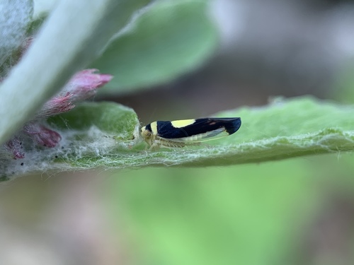 Saddled Leafhopper photo 6