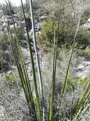 Hesperaloe funifera