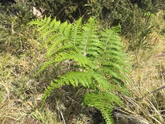 Pteridium aquilinum decompositum