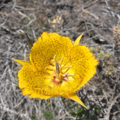Calochortus weedii weedii