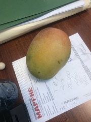 Mangifera indica