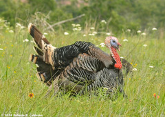 Meleagris gallopavo intermedia