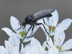 Empis ciliata