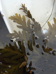 Stephanocystis