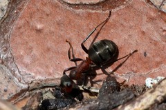 Formica rufa