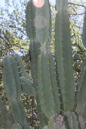 Foto de Cacto Parafuso