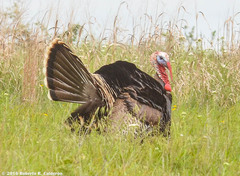 Meleagris gallopavo intermedia