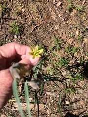 Fritillaria micrantha