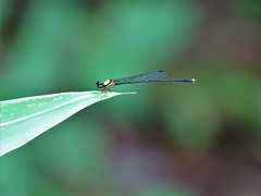 Prodasineura croconota