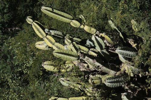 Foto de Cacto Parafuso