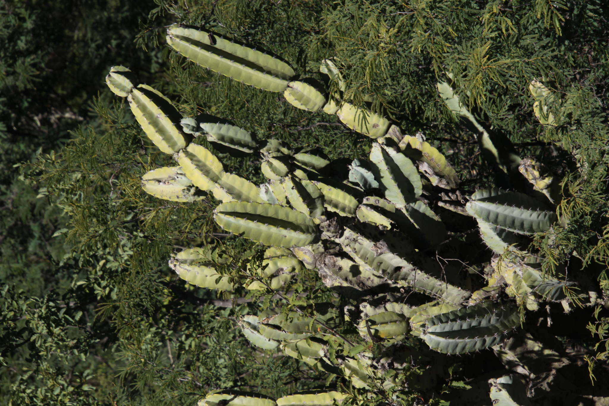 Imagem de Cacto Parafuso