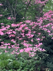 Cornus florida rubra