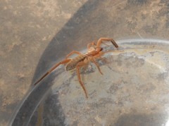 Gluvia dorsalis