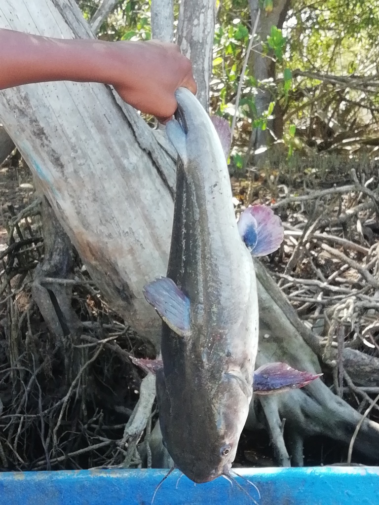 Blue sea catfish (Ariopsis guatemalensis) — Ariidae