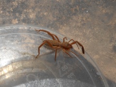 Gluvia dorsalis