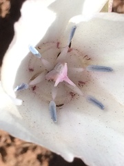 Calochortus minimus