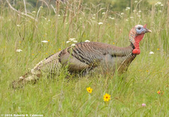 Meleagris gallopavo intermedia
