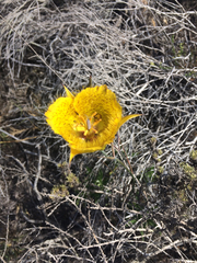 Calochortus weedii
