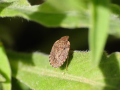 Sciocoris sideritidis
