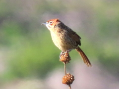 Sphenoeacus afer afer