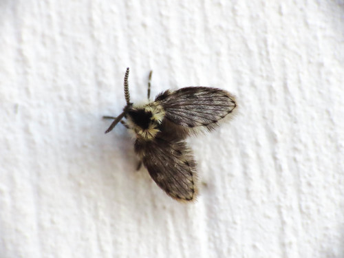 Lepiseodina latipennis