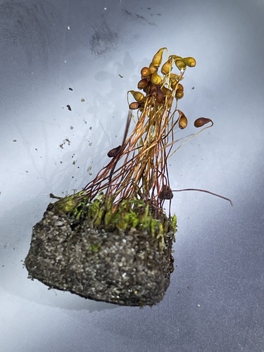 Funaria flavicans observed 2024-04-27