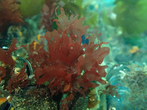 Rhizopogonia