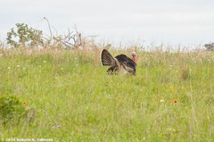 Meleagris gallopavo intermedia