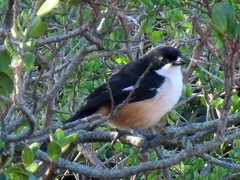 Laniarius ferrugineus
