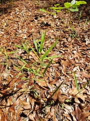 Dichanthelium scribnerianum