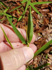 Dichanthelium scribnerianum