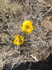 Calochortus weedii