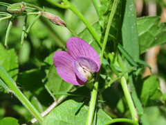 Vicia peregrina