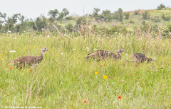 Meleagris gallopavo intermedia