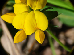 Lotus corniculatus corniculatus