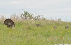Meleagris gallopavo intermedia