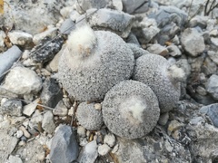 Epithelantha greggii
