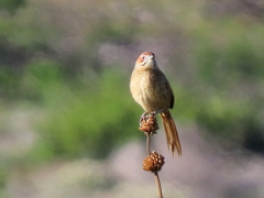 Sphenoeacus afer afer
