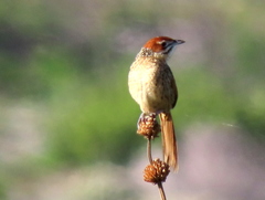 Sphenoeacus afer afer