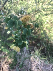 Microlobius foetidus