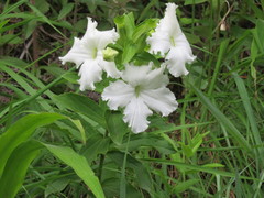 Escobedia grandiflora