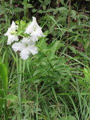 Escobedia grandiflora