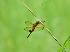 Hydrobasileus croceus