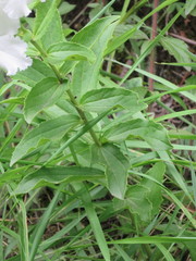 Escobedia grandiflora