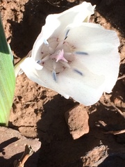 Calochortus minimus