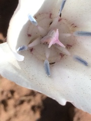 Calochortus minimus